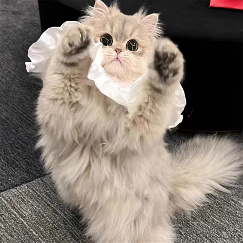 猫舍直销批发价格出售高地长毛猫